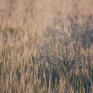 日本少妇棵、体
